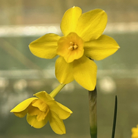 Narcissus jonquilla var. henriquesii (jonquilla)